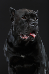 Image showing beautiful cane corso dog