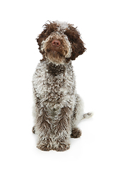 Image showing beautiful brown fluffy puppy