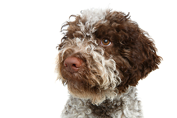 Image showing beautiful brown fluffy puppy