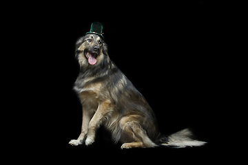 Image showing beautiful dog in hat isolated on black