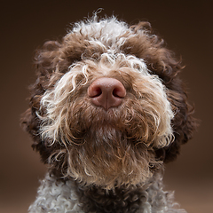 Image showing beautiful brown fluffy puppy