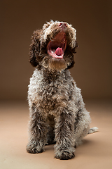 Image showing beautiful brown fluffy puppy