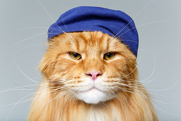 Image showing beautiful maine coon cat in hat