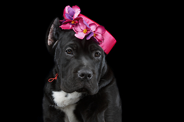 Image showing beautiful cane corso puppy in hat