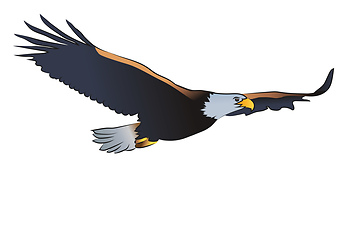 Image showing Eagle with spread wings vector or color illustration