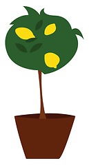 Image showing Lemon tree in a potillustration vector on white background