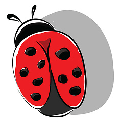 Image showing A beautiful ladybug insect roaming around the garden vector colo