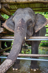 Image showing Elephant in protected park, Chiang Mai, Thailand