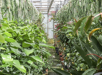 Image showing inside greenhouse scenery