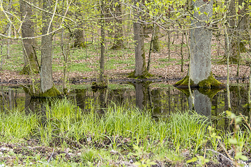 Image showing forest with swamp