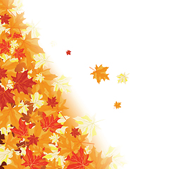 Image showing Autumn maple leaves 