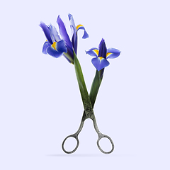 Image showing Contemporary art collage, modern design. Summer mood. Scissors with beautiful purple-blue flowers on the edge of knives