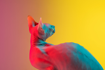 Image showing Cute sphynx cat, kitty posing isolated over gradient studio background in neon light