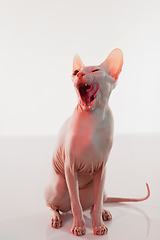 Image showing Cute sphynx cat, kitty posing isolated over white studio background in neon light