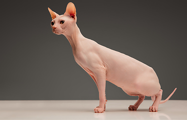 Image showing Cute sphynx cat, kitty posing isolated over gray studio background