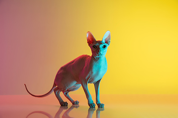 Image showing Cute sphynx cat, kitty posing isolated over gradient studio background in neon light