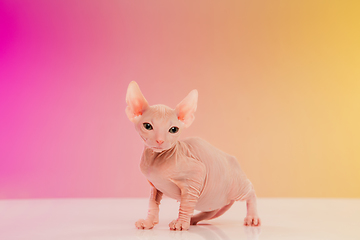 Image showing Cute sphynx cat, kitty posing isolated over gradient studio background in neon light