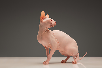 Image showing Cute sphynx cat, kitty posing isolated over gray studio background