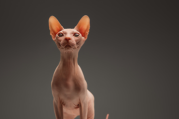 Image showing Cute sphynx cat, kitty posing isolated over gray studio background