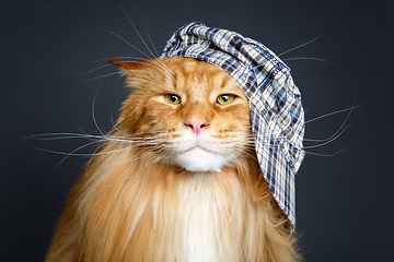 Image showing beautiful maine coon cat in hat