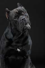 Image showing beautiful cane corso dog