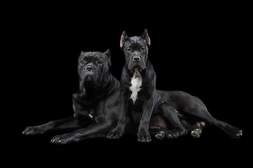 Image showing beautiful cane corso puppy and dog