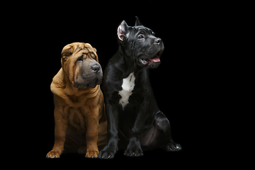 Image showing beautiful two puppy dogs