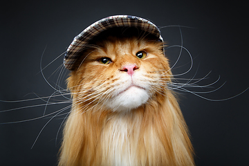 Image showing beautiful maine coon cat in hat