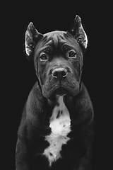 Image showing beautiful cane corso puppy