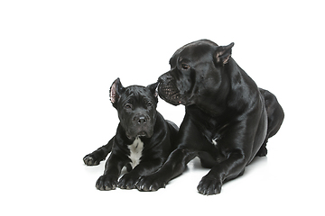 Image showing beautiful cane corso puppy and dog