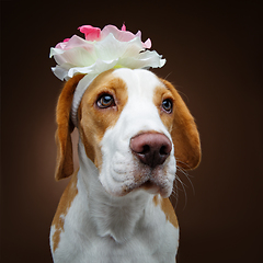 Image showing beautiful beagle dog with flower