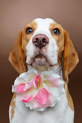 Image showing beautiful beagle dog with flower