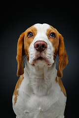 Image showing beautiful beagle dog