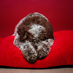 Image showing beautiful brown fluffy puppy