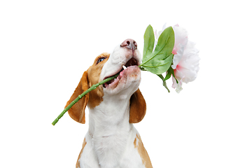 Image showing beautiful beagle dog with flower