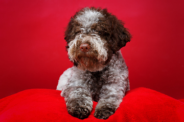 Image showing beautiful brown fluffy puppy