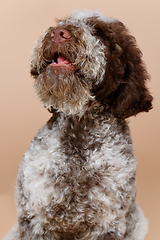 Image showing beautiful brown fluffy puppy