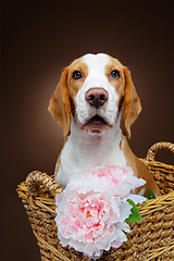 Image showing beautiful beagle dog with flower