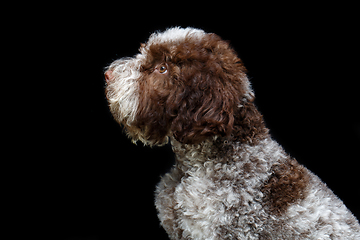 Image showing beautiful brown fluffy puppy