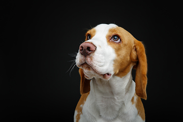 Image showing beautiful beagle dog