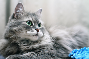 Image showing Close-up of Adorable Fluffy Silver Siberian Cat