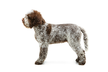 Image showing beautiful brown fluffy puppy