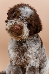 Image showing beautiful brown fluffy puppy