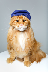 Image showing beautiful maine coon cat in hat