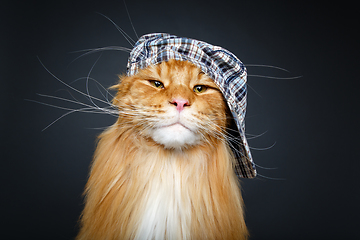 Image showing beautiful maine coon cat in hat