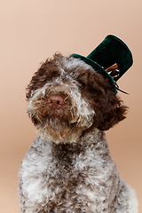 Image showing beautiful brown fluffy puppy