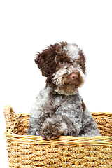 Image showing beautiful brown fluffy puppy