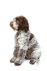 Image showing beautiful brown fluffy puppy