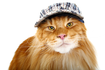 Image showing beautiful maine coon cat in hat