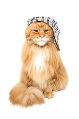 Image showing beautiful maine coon cat in hat